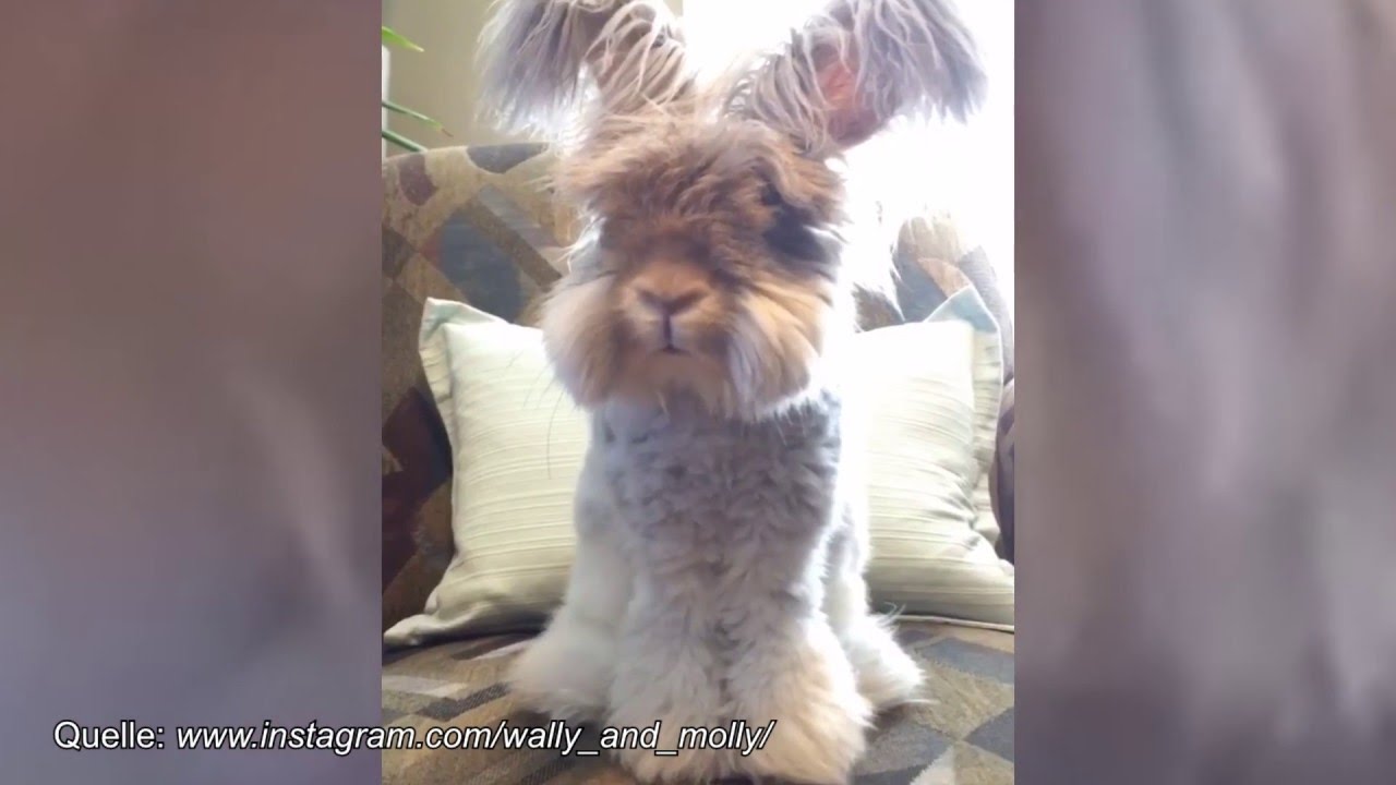 Wally - Die Videos von Molly hier! Das s&uuml;sseste Kaninchen der Welt!