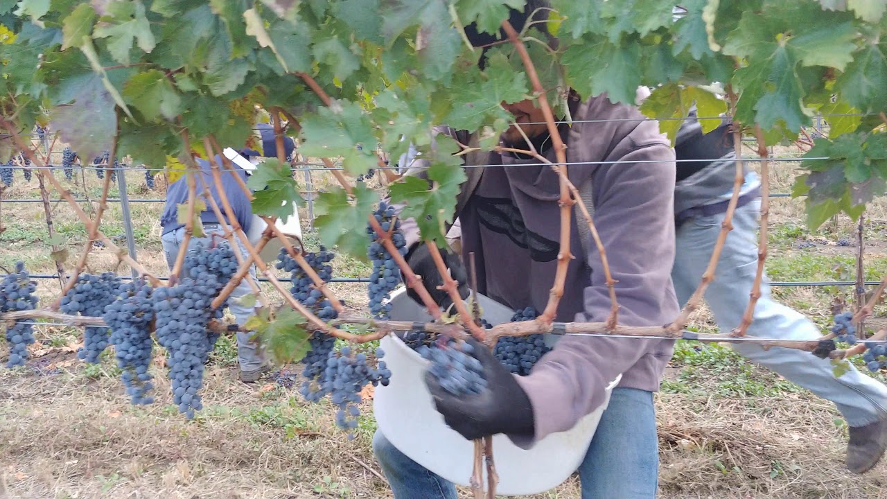 La pisca de uva ( grape harvest)   葡萄收获 Suscriba al cannal