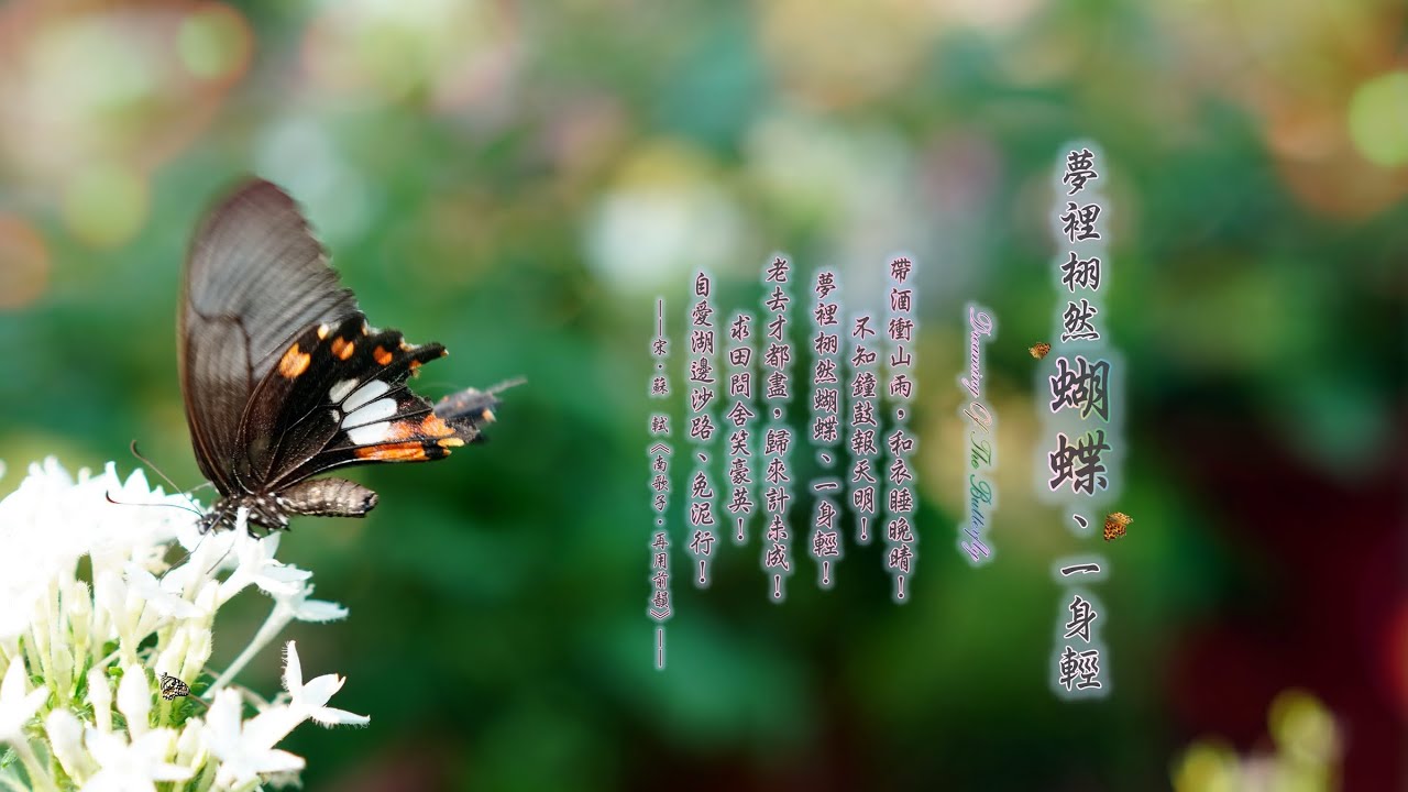 《夢裡栩然蝴蝶、一身輕 ☆ Dreaming Of The Butterfly》（全專輯）1:03:06