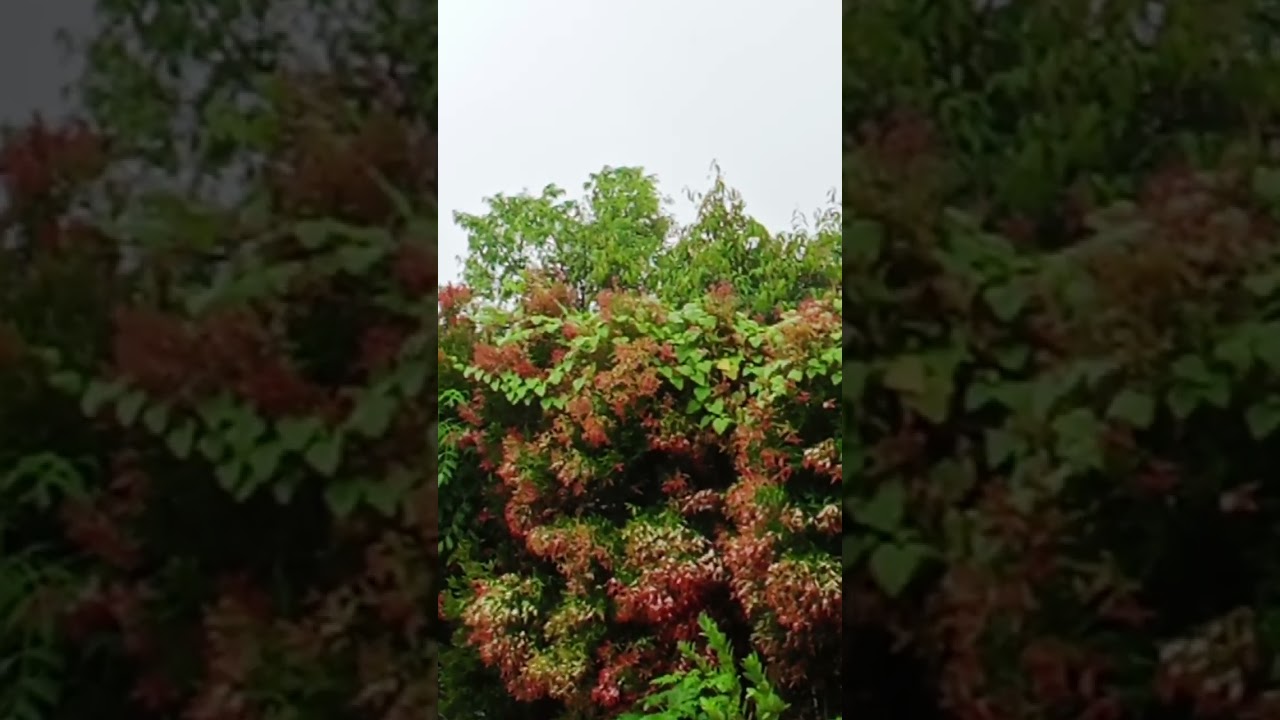 Hujan berkah di hari Kamis Sore 🌨️🌧️🌧️🌧️