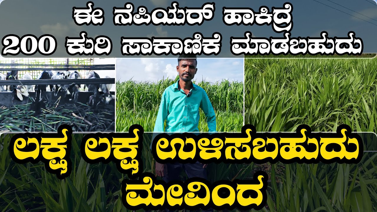 ಈ ನೆಪಿಯರ್‌ ಹಾಕಿದ್ರೆ 200 ಕುರಿ ಸಾಕಾಣಿಕೆ ಮಾಡಬಹುದು ಲಕ್ಷ ಲಕ್ಷ ಉಳಿಸಬಹುದು ಮೇವಿಂದ | jambo nippier grass