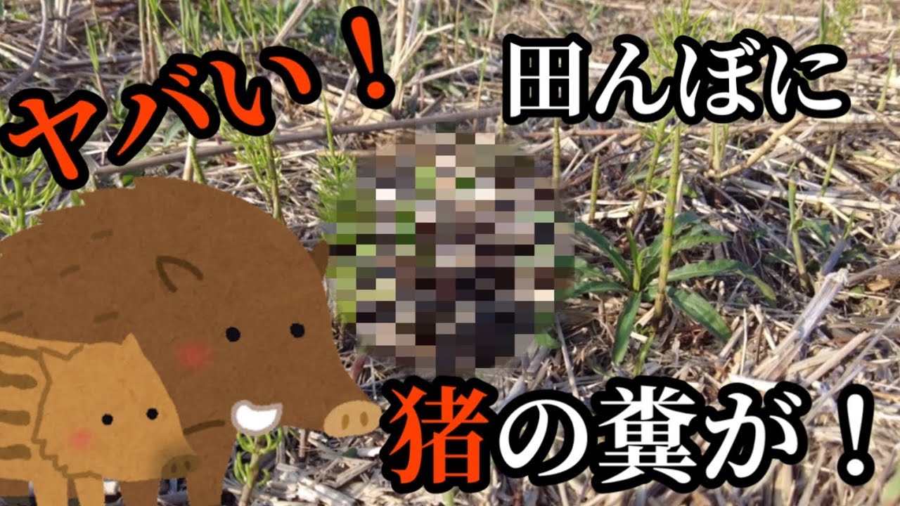 【田んぼ再生】ヤバいぞ！イノシシの糞だ！