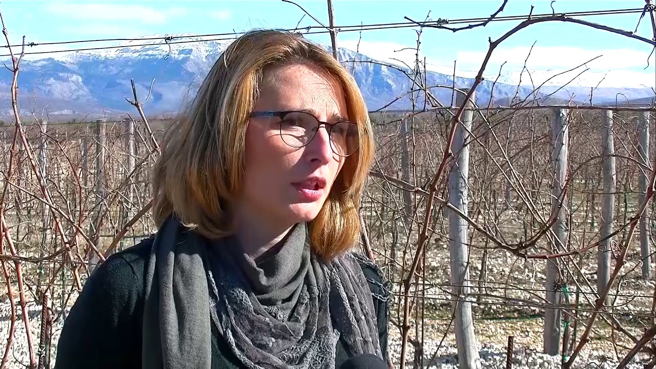 HRONIKA SBIZS 330: Vinograd u Vrbniku kod Knina