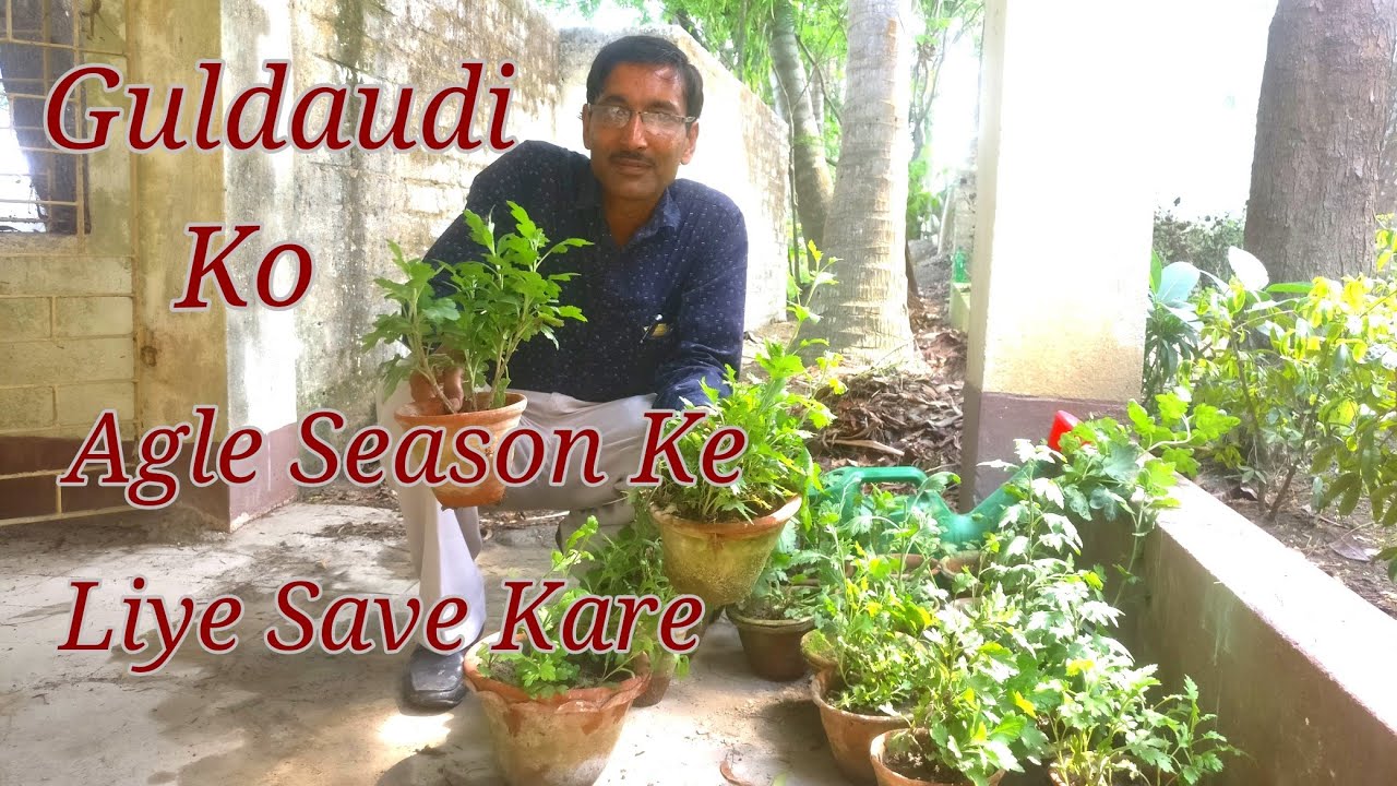 गुलदाउदी के पौधे को अगले साल के लिए ऐसे सेव करें / Save Chrysanthemum plant for next season