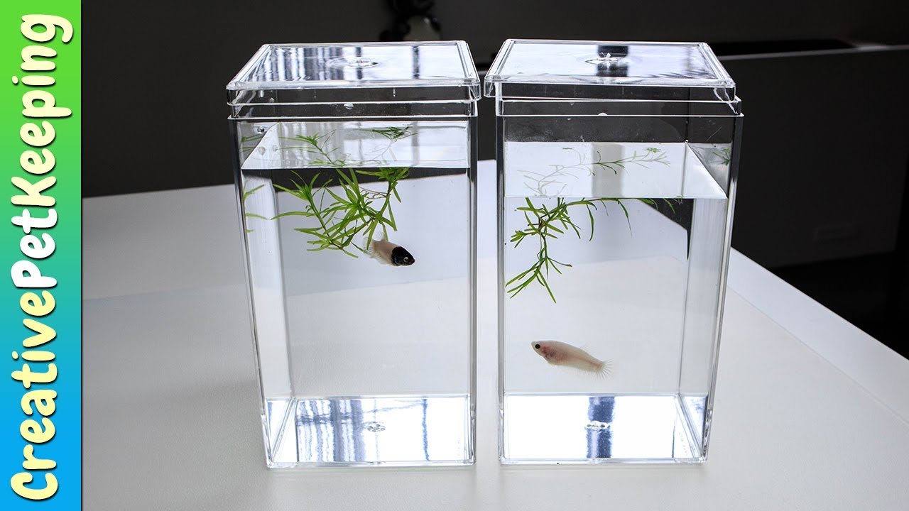 Betta Fish Display Container REVIEW | (Beanies) Clear Plastic Acrylic Display Case