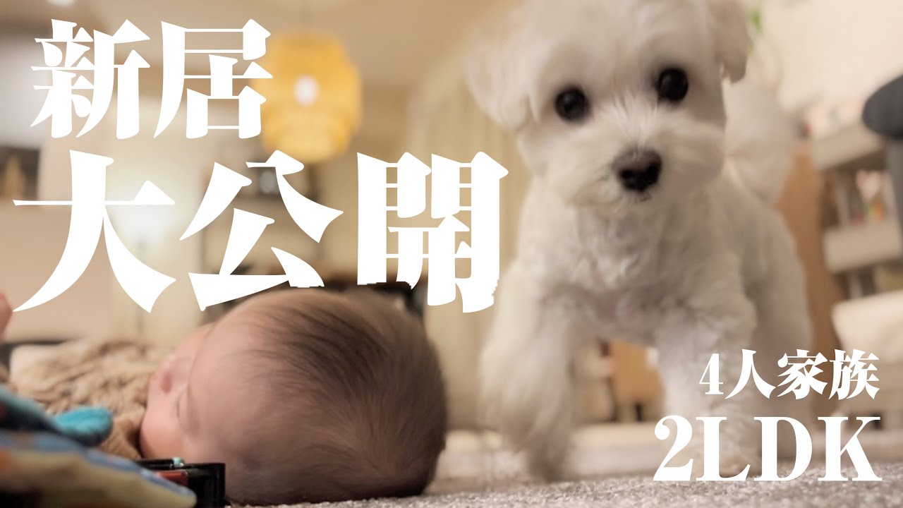 【新居公開】愛犬と赤ちゃんと暮らす2LDKルームツアー！【マルプー×生後7ヶ月】