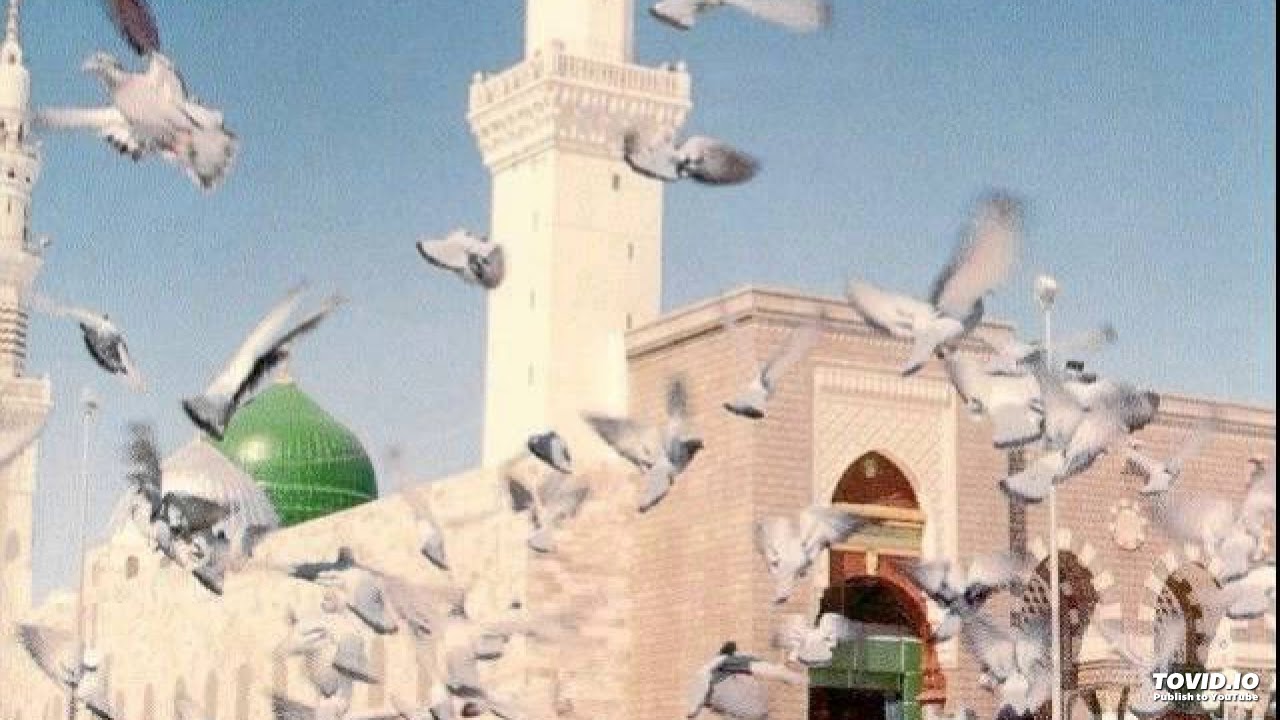 ورقاء تنوح على فنن - باحت بالسر ولمتبن