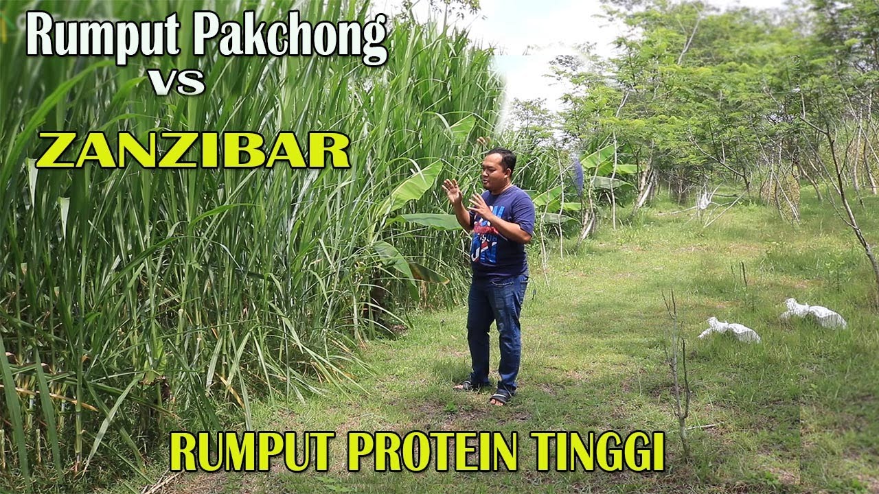 Bank pakan ternak kambing,Rumput pakchong dan Zanzibar melimpah