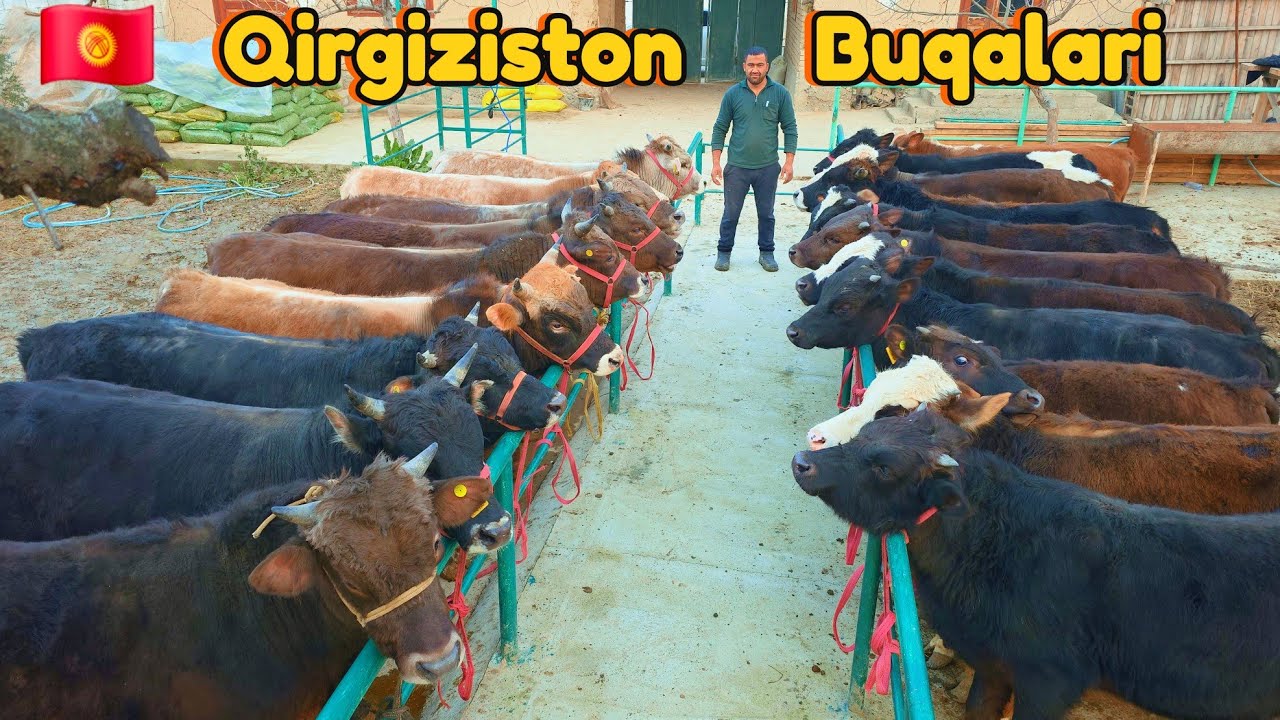 Qirg'iziston Boqma va Yosh Buqalari Kamdan-Kam Bo'ladi Ulgurib Qoling15-mart, 2026