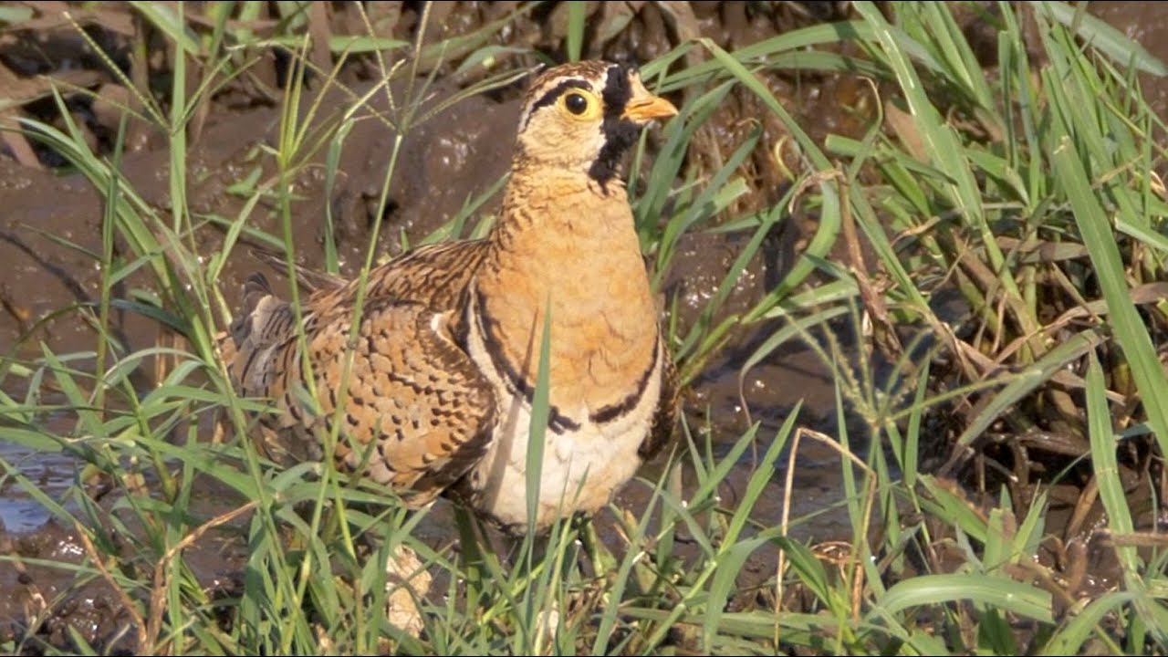 Black-faced Sandgrouse in Kenya.