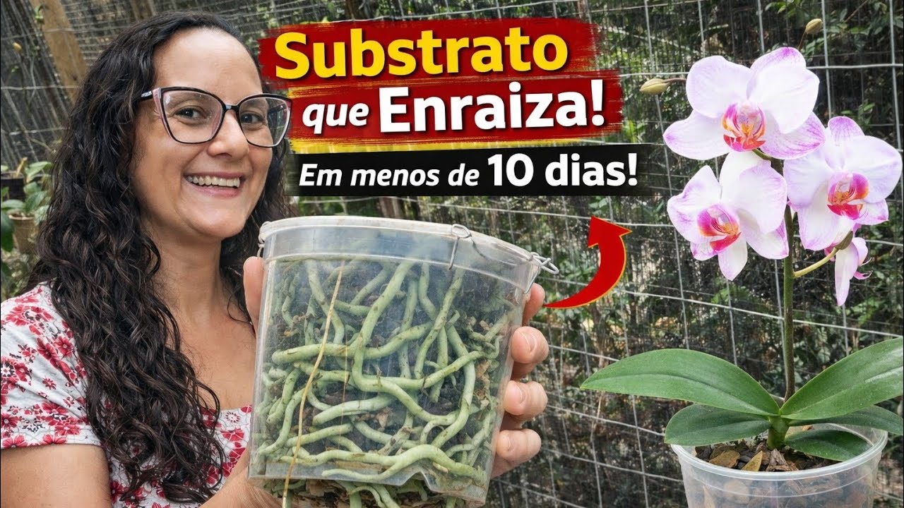 🛑PODEROSO SUBSTRATO ENRAIZADOR!!