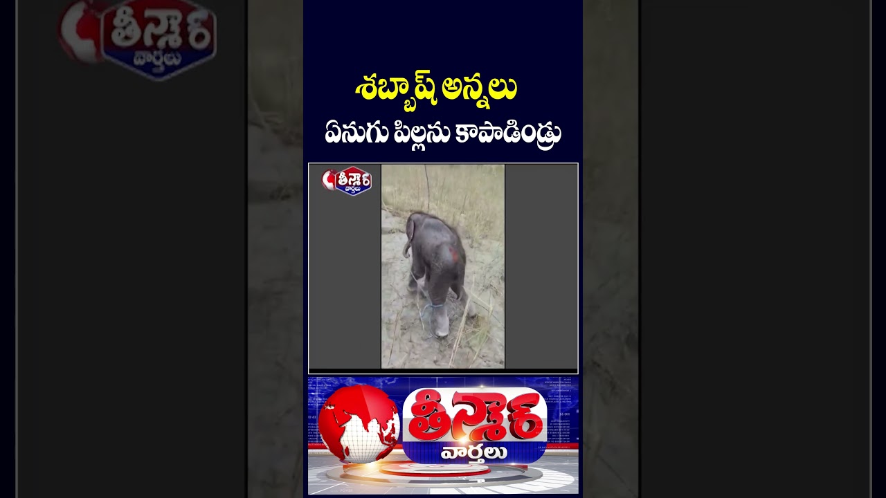 Baby Elephant Calf Rescued After Being Swept Away in Bengal River | V6 Teenmaar