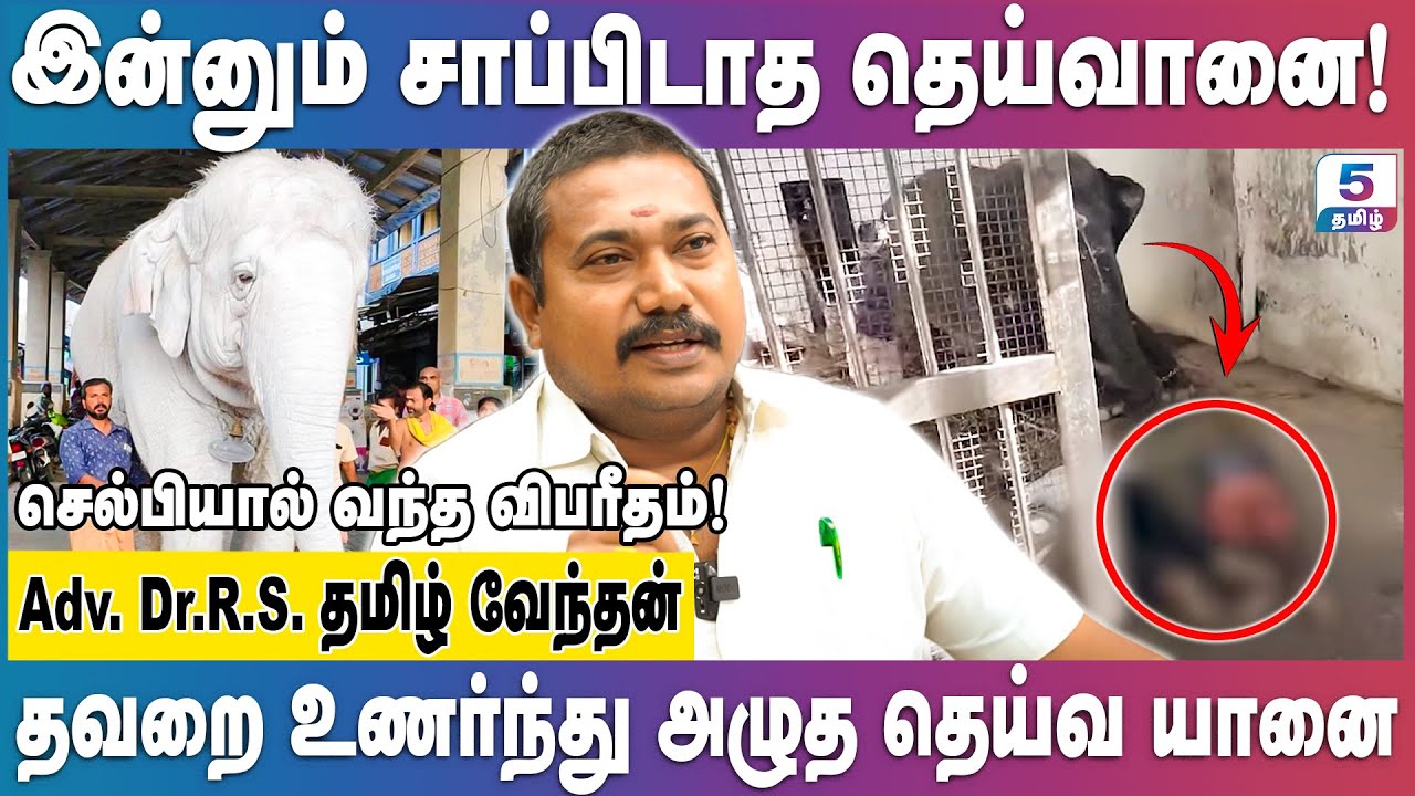 பாகன் இறந்தது தெரியாமல் தேடிகொண்டிருக்கும் தெய்வானை! | Adv.R.S.Tamilvendan #thiruchendur #deivanai