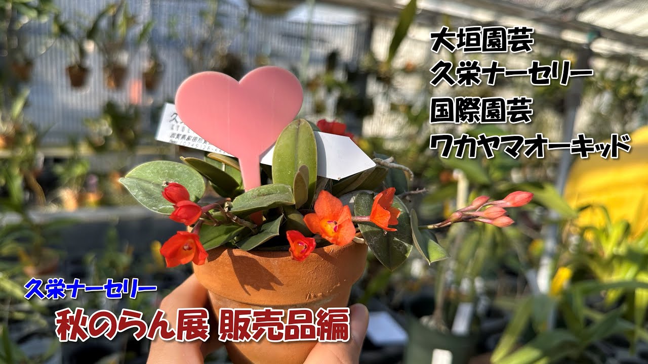 また衝動買いした洋ラン&魅力的過ぎるらん展販売品 全部見せちゃいます！【胡蝶蘭】【観葉植物】