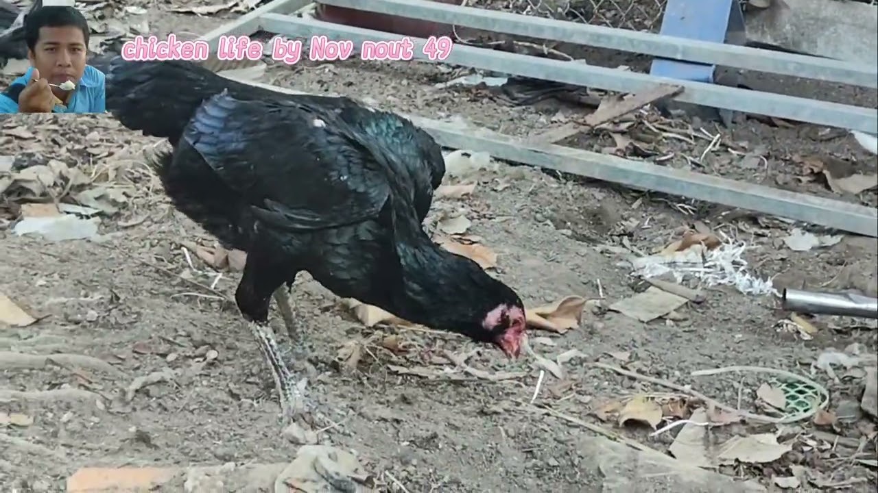 Giving Our Flocks Their Complete Chicken Feed  49