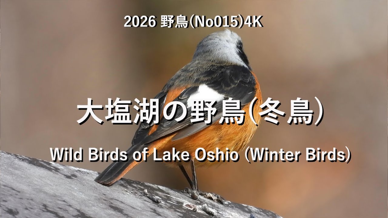 2026大塩湖の野鳥(冬鳥)4K(No015)Wild Birds of Lake Oshio (Winter Birds)#野鳥