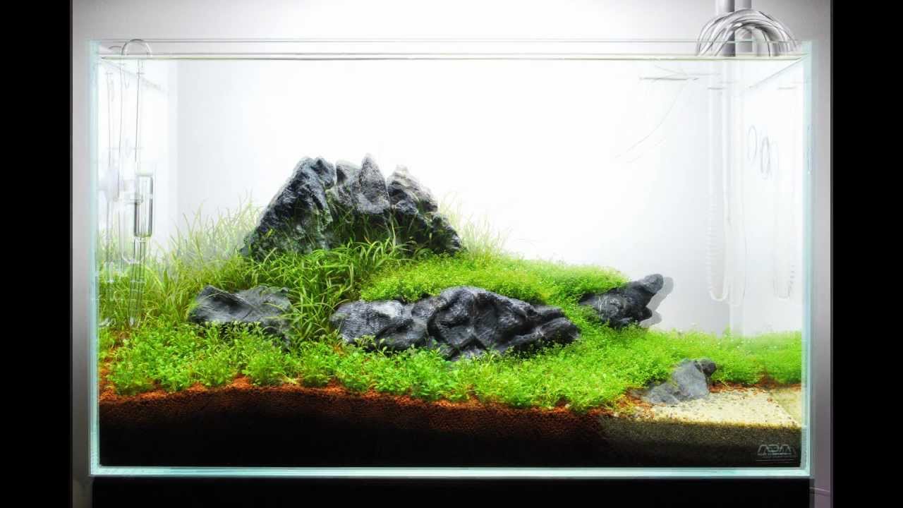 The Power of ADA - 60-P Nature Aquarium
