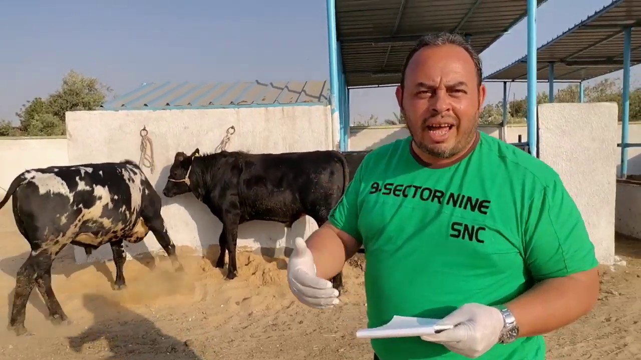فن إدارة الإنتاج الحيواني
