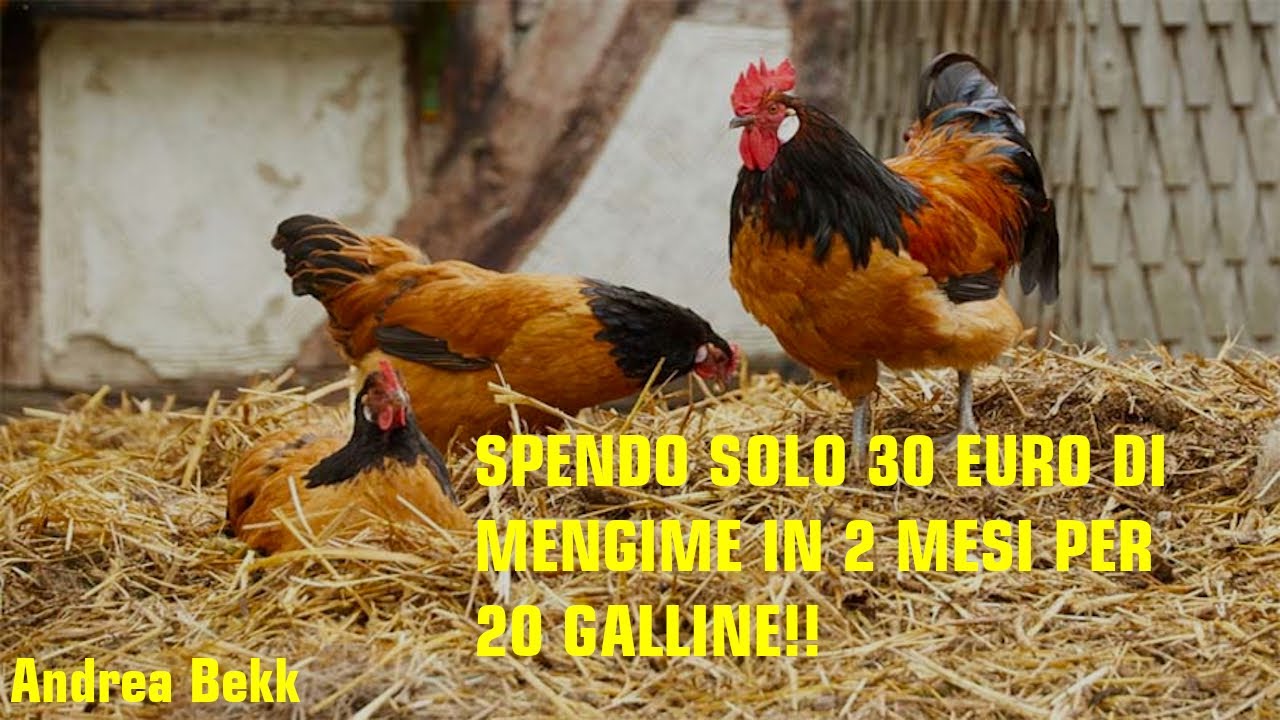 QUANTO dare da MANGIARE alle mie GALLINE?