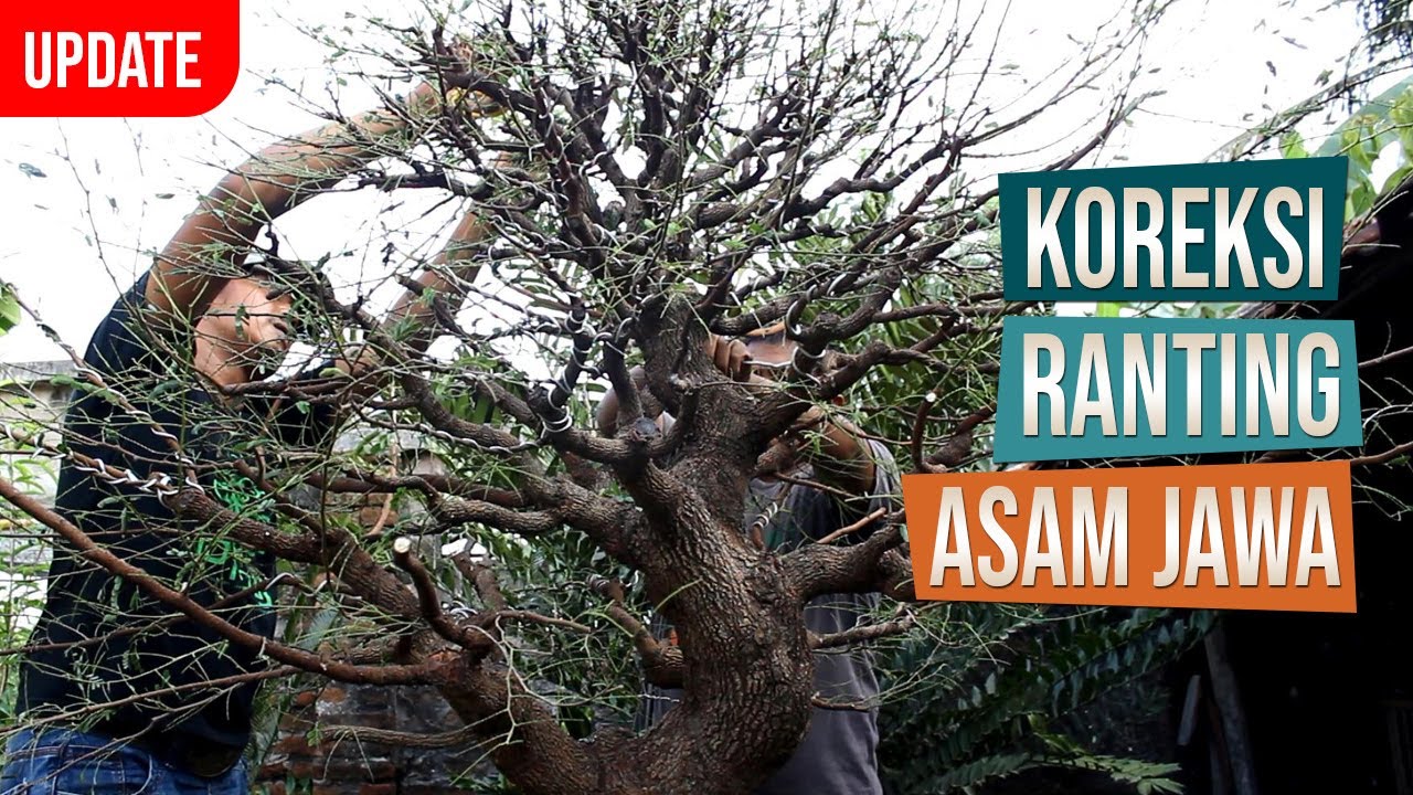 Pemangkasan dan Koreksi Ranting Bonsai Asam Jawa Bersama Mas Rasto Wijaya