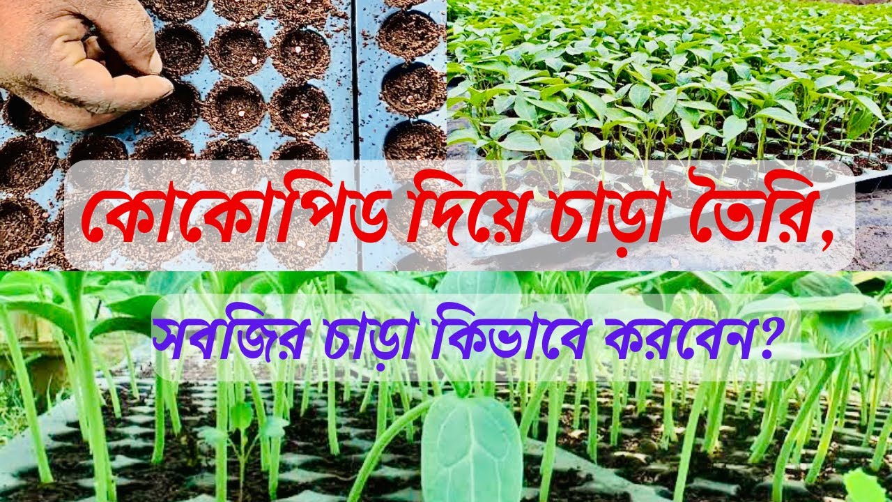 কোকোপিটে চারা তৈরি,কোকোপিটে কিভাবে চারা তৈরি করবেন? কোকোপিটে সবজির চারা করার কৌশল?