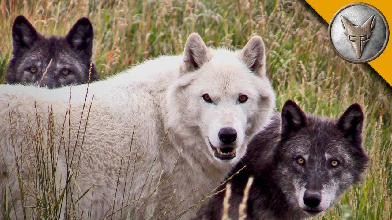 Wolf Pack Meets a Coyote!