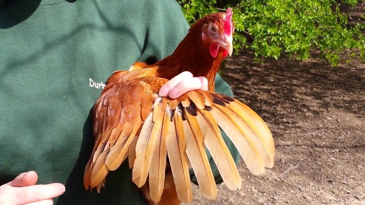 Clipping chicken wings