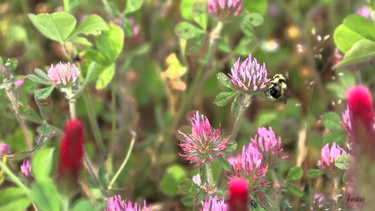 Seasons of the Vineyard: Spring | Best Time to Visit Sonoma | Seasons in California