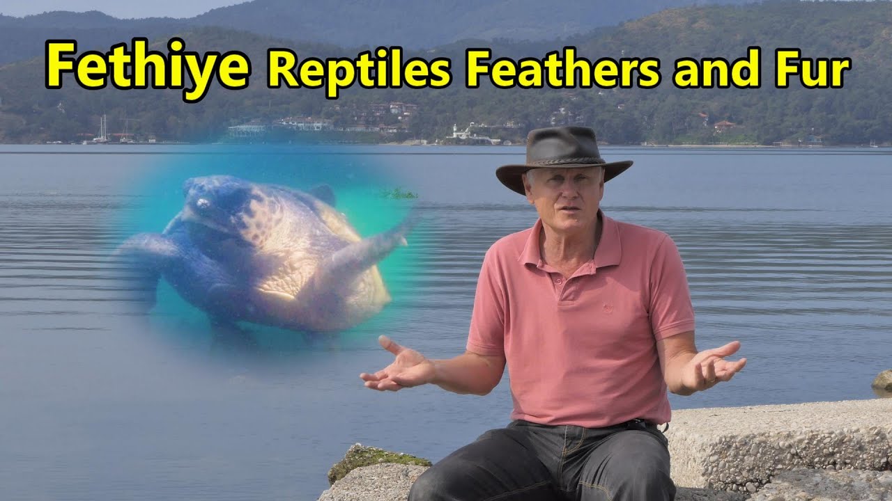 Fethiye Reptiles Feathers & Fur