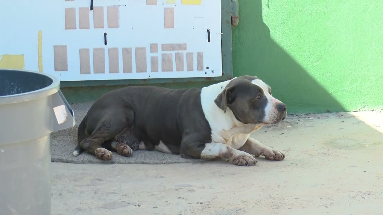Reportaje protectora de animales Sara