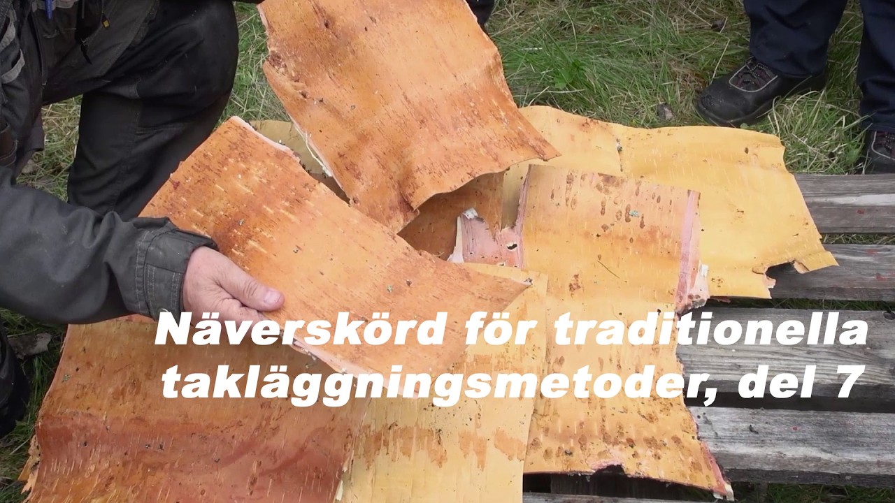 Näverskörd för traditionella takläggningsmetoder, del 7