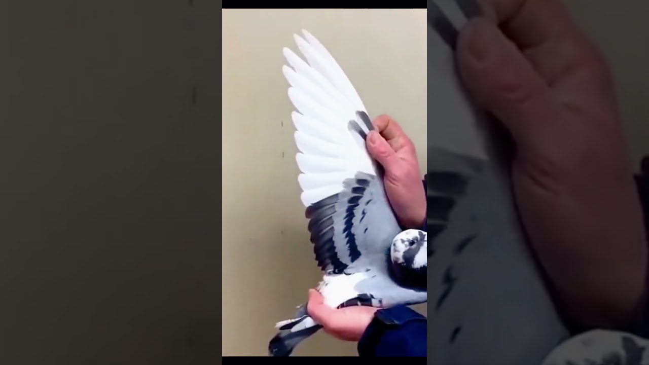 Imported Racer pigeons 🔥🥰#kabuter #shorts