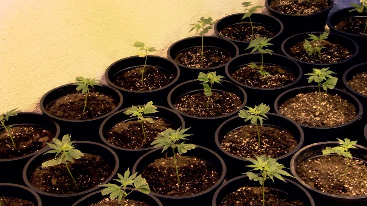 Los agentes dan con una plantaci&oacute;n de marihuana en un piso - Comandancias