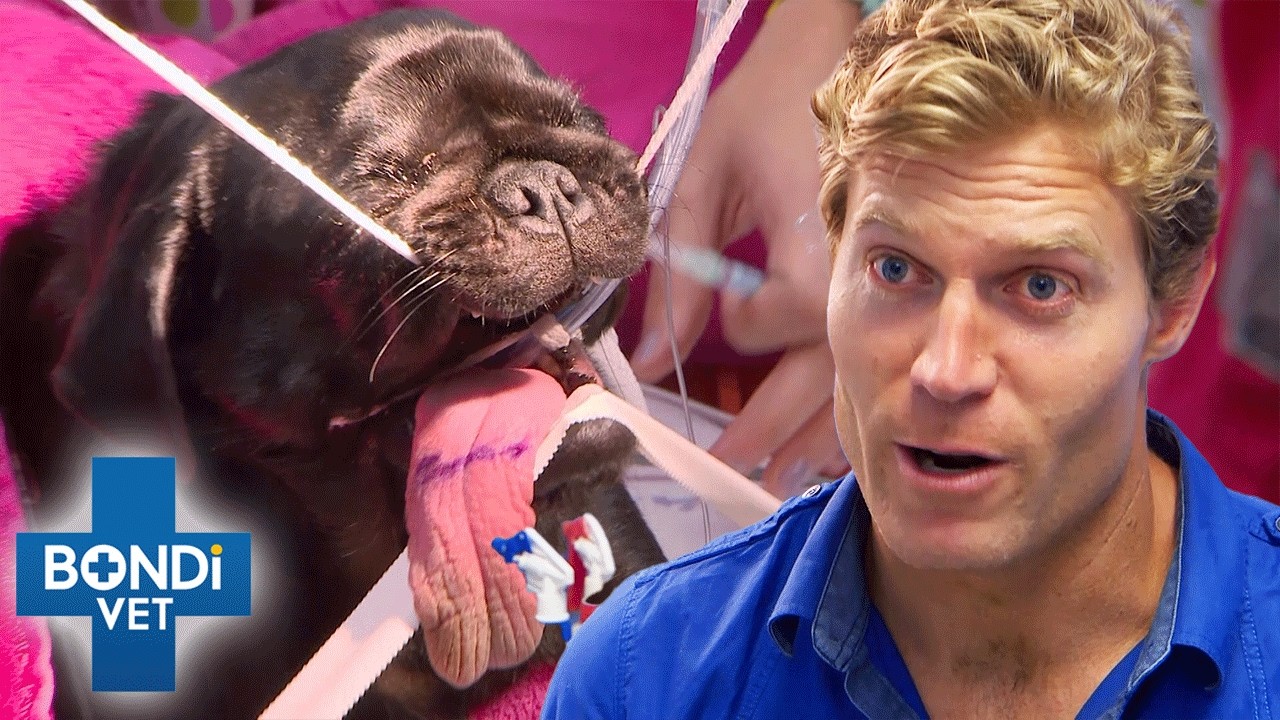 3 Hours of Bondi Vet Full Episodes | Bondi Vet