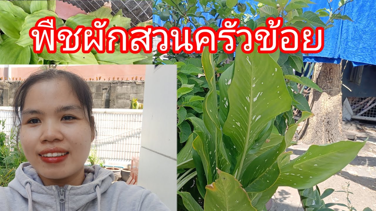 พืชผักสวนครัวในที่ทำงาน
