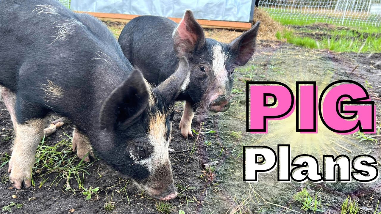 We Got Berkshire Pigs! Our Pig Pen Set-Up