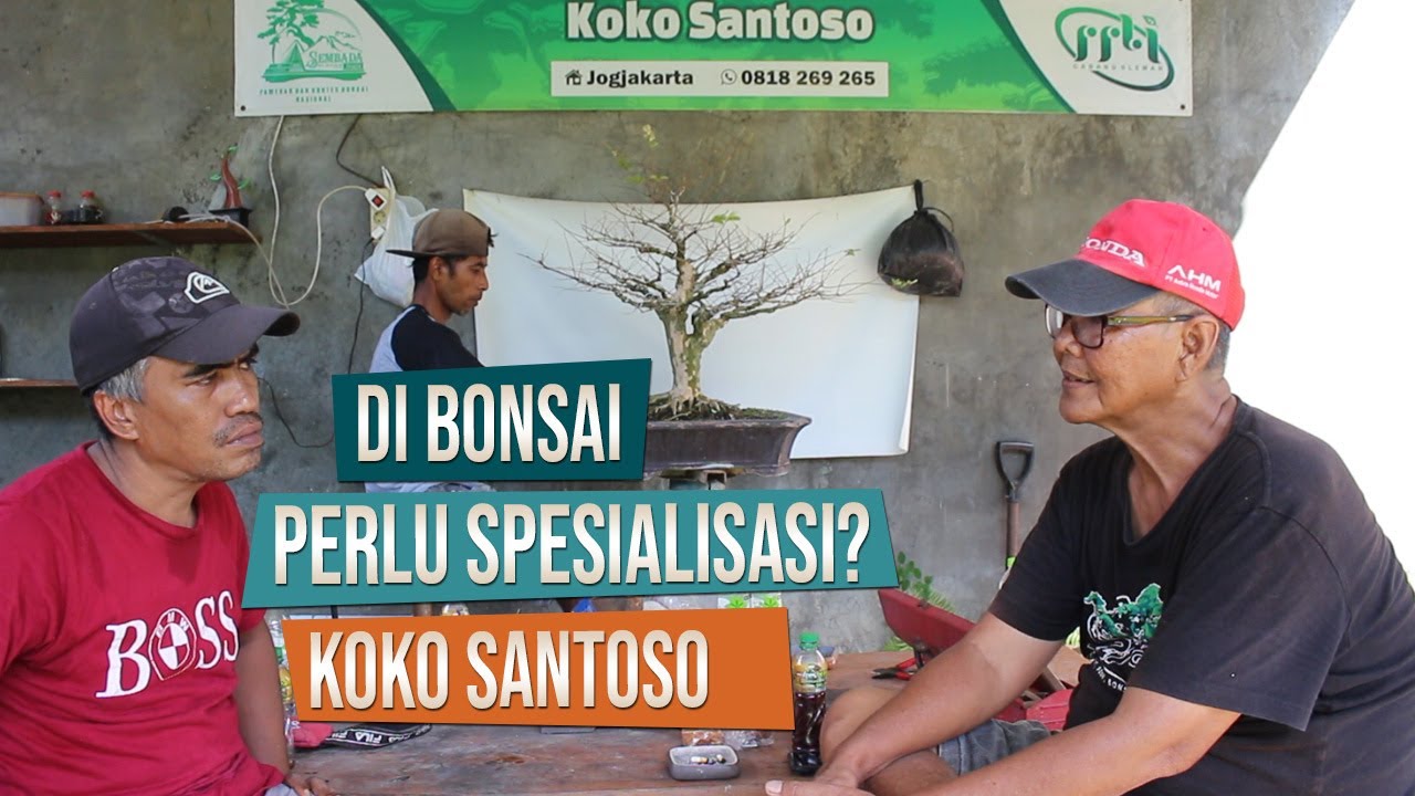 Di Bonsai Perlu Spesialisasi? Bincang Bonsai Bersama Pak Koko Santoso