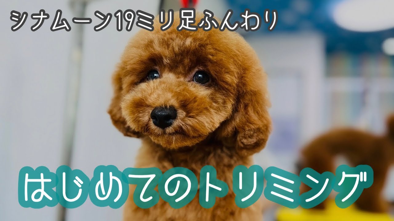 【トイプードル】初めてのトリミング！シナムーン19mm足ふんわり