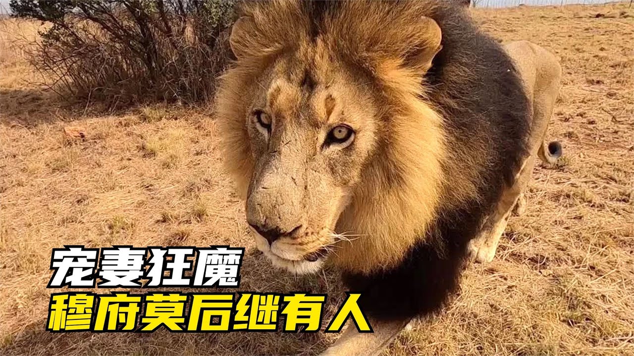 獅王單殺水牛，為讓妻女吃肉，從中午吼到晚上「三大貓科紀錄片」