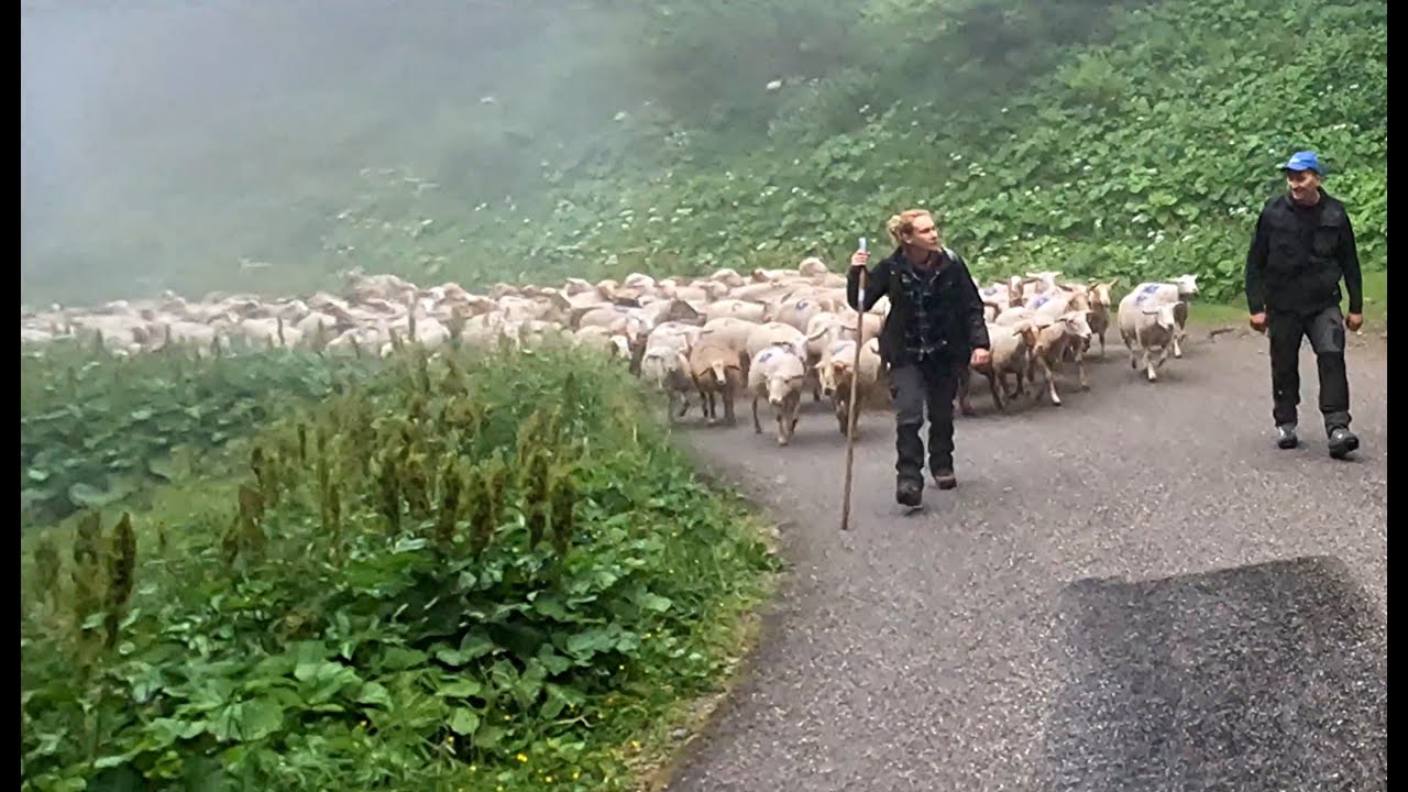 DÉPART POUR LA TRANSHUMANCE  MASSIF DU TAILLEFER 2022