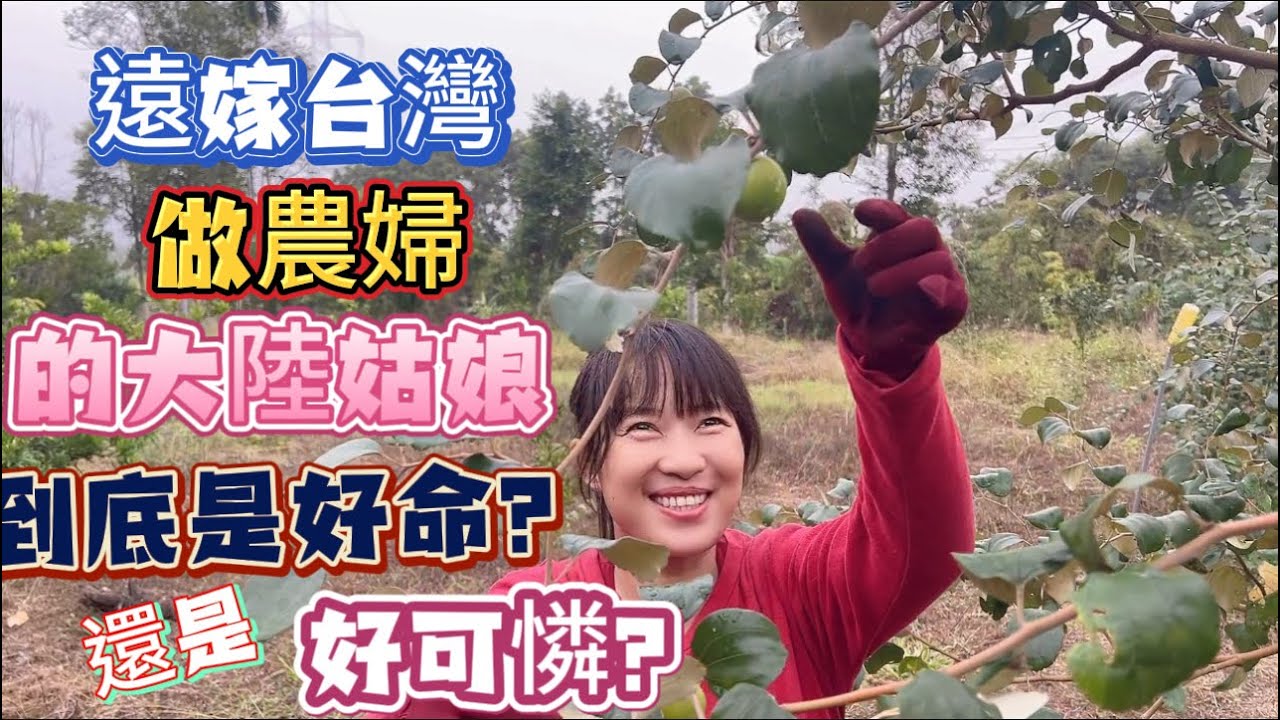 大陸遠嫁台灣做農婦！有人說我好命嫁“土豪”！也有人說我嫁這麼遠種地可憐！呃……其實我自己是這麼認為…… ㊗️朋友們新年快樂