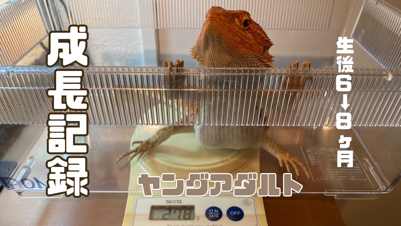 【Y.FUTOAGO】#26 成長記録🦎
