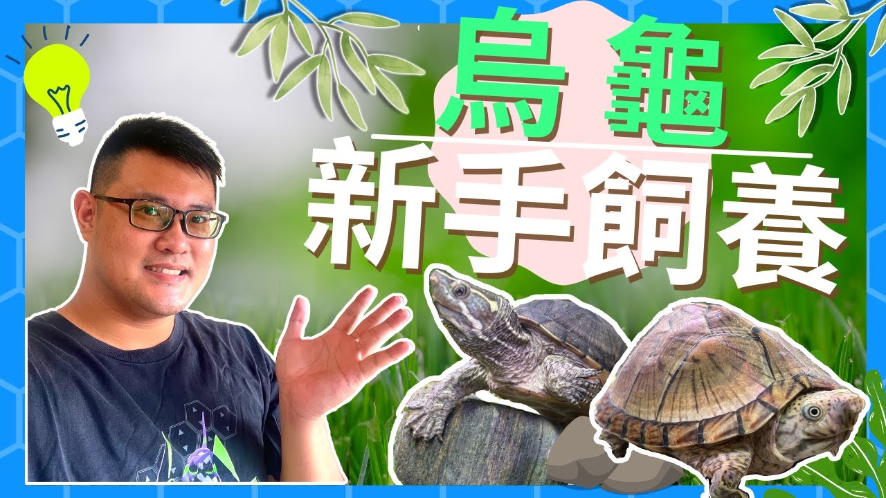 新手烏龜飼養技巧大公開!!!新手該注意的事情!烏龜好養嗎? 阿唄玩水族 EP.2 #烏龜 #飼養 #新手 #水族