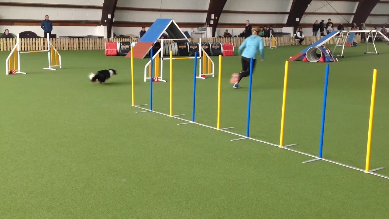 Anne Lenz and Itzi  Agility Qualification EO and AWC