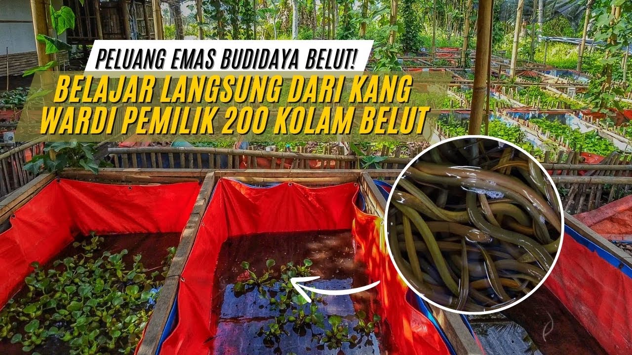 Bisnis Belut Menggiurkan: Begini Cara Budidaya Belut Cepat Untung dan Sukses!