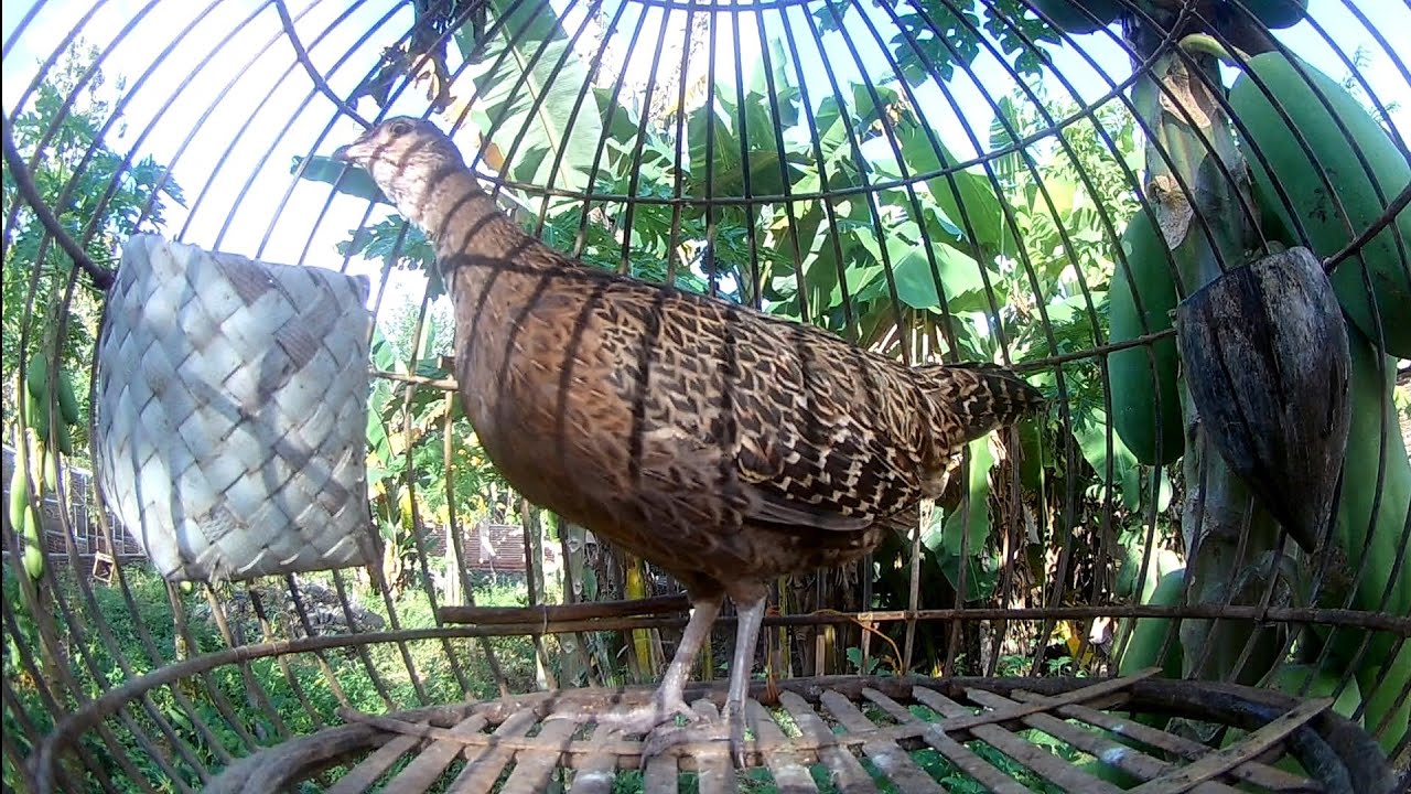 Ayam hutan hijau Betina Gacor Cocok Untuk pancing Pejantan yang malas koker