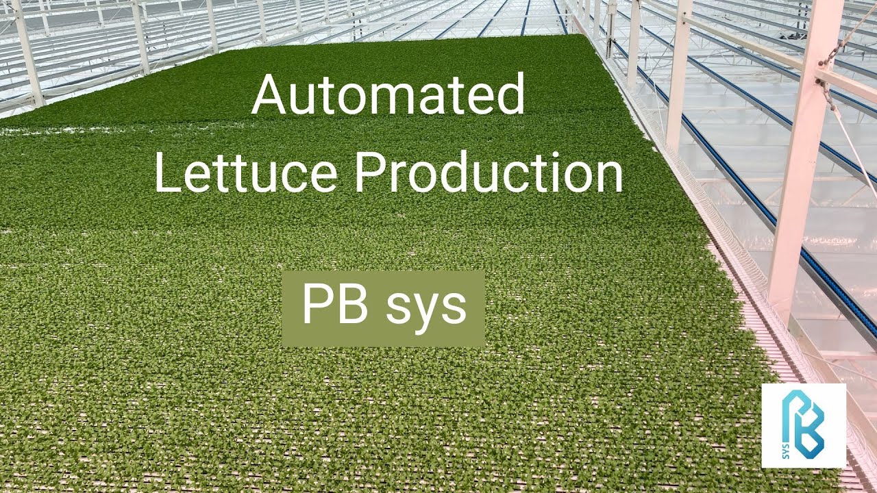 PB sys Automated Lettuce Production 2023