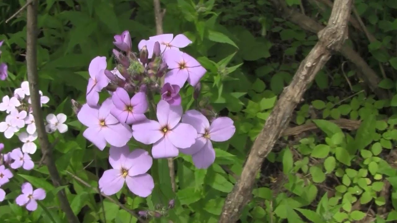 Dame's Rocket, identification of the Wisconsin Invasive Species Hesperis matronalis