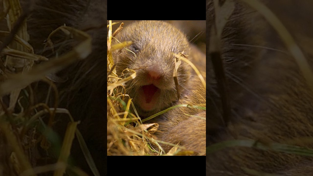 The vole mother must protect herself for the sake of her newborn babies. #wildlife #animals #shorts