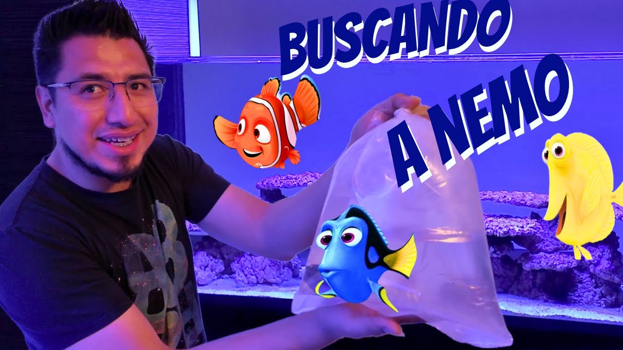 LOS PECES MÁS FAMOSOS LLEGAN AL ACUARIO DEL FEDELOBO